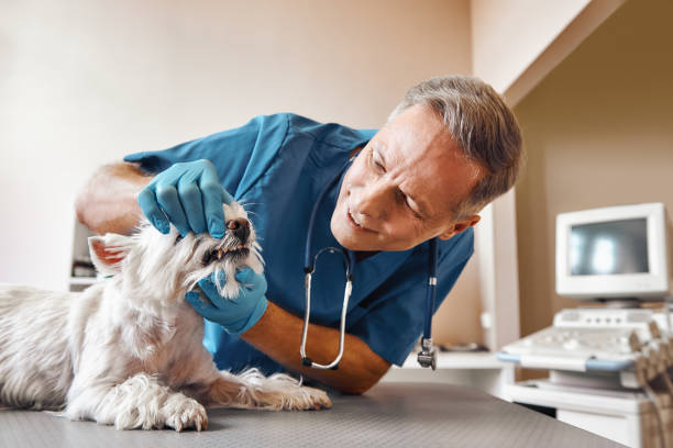 Best Emergency Tooth Extraction in Northampton, PA